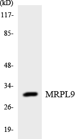 MRPL9 Antibody - Western blot analysis of the lysates from HUVECcells using MRPL9 antibody.
