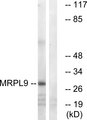 MRPL9 Antibody - Western blot analysis of lysates from COLO cells, using MRPL9 Antibody. The lane on the right is blocked with the synthesized peptide.
