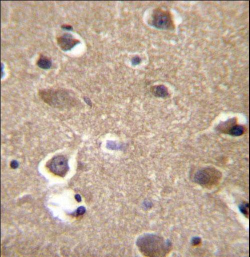 MRPL9 Antibody - MRPL9 Antibody immunohistochemistry of formalin-fixed and paraffin-embedded human brain tissue followed by peroxidase-conjugated secondary antibody and DAB staining.