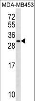 MRPS10 Antibody - MRPS10 Antibody western blot of MDA-MB453 cell line lysates (35 ug/lane). The MRPS10 antibody detected the MRPS10 protein (arrow).
