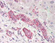 MRPS11 Antibody - Human Liver: Formalin-Fixed, Paraffin-Embedded (FFPE).  This image was taken for the unconjugated form of this product. Other forms have not been tested.