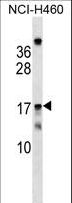 MRPS11 Antibody - MRPS11 Antibody western blot of NCI-H460 cell line lysates (35 ug/lane). The MRPS11 antibody detected the MRPS11 protein (arrow).