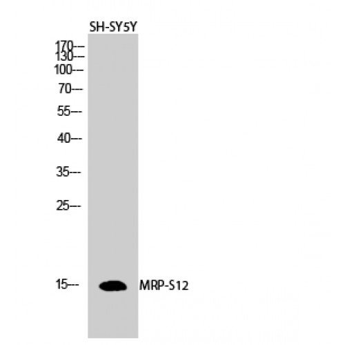 MRPS12 / RPSM12 Antibody - Western blot of MRP-S12 antibody