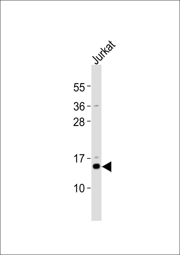 MRPS12 / RPSM12 Antibody - Anti-MRPS12 Antibody at 1:4000 dilution + Jurkat whole cell lysates Lysates/proteins at 20 ug per lane. Secondary Goat Anti-Rabbit IgG, (H+L),Peroxidase conjugated at 1/10000 dilution Predicted band size : 15 kDa Blocking/Dilution buffer: 5% NFDM/TBST.