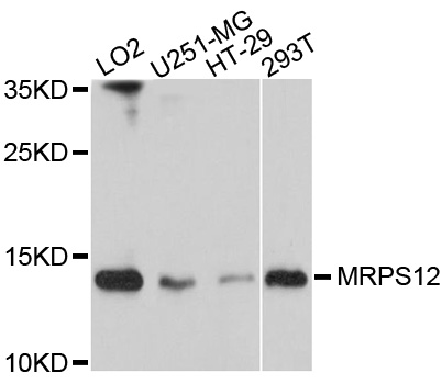 MRPS12 / RPSM12 Antibody - Western blot analysis of extracts of various cell lines, using MRPS12 antibody at 1:1000 dilution. The secondary antibody used was an HRP Goat Anti-Rabbit IgG (H+L) at 1:10000 dilution. Lysates were loaded 25ug per lane and 3% nonfat dry milk in TBST was used for blocking. An ECL Kit was used for detection and the exposure time was 10s.