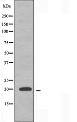 MRPS12 / RPSM12 Antibody - Western blot analysis of extracts of K562 cells using MRPS12 antibody.