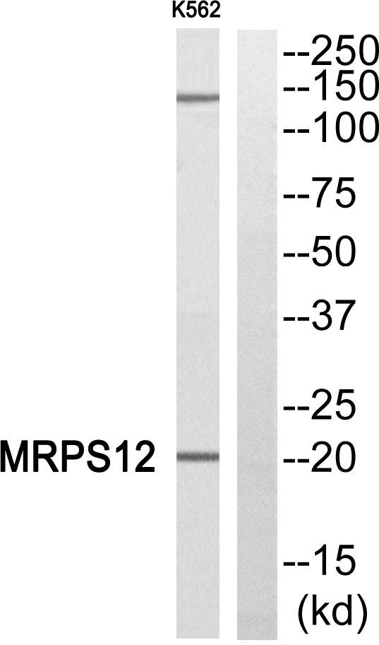 MRPS12 / RPSM12 Antibody - Western blot analysis of extracts from K562 cells, using MRPS12 antibody.