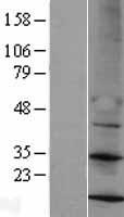MRPS14 Protein - Western validation with an anti-DDK antibody * L: Control HEK293 lysate R: Over-expression lysate
