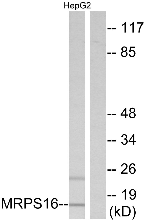 MRPS16 Antibody - Western blot analysis of lysates from HepG2 cells, using MRPS16 Antibody. The lane on the right is blocked with the synthesized peptide.