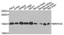 MRPS16 Antibody - Western blot analysis of extracts of various cells.