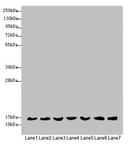 MRPS16 Antibody - Western blot All Lanes:MRPS16 antibody at 1.35 ug/ml Lane 1: Mouse liver tissue Lane 2: 293T whole cell lysate Lane 3: Jurkat whole cell lysate Lane 4: Hela whole cell lysate Lane 5: MCF7 whole cell lysate Lane 6: Raji whole cell lysate Lane 7: HepG-2 whole cell lysate Secondary Goat polyclonal to rabbit IgG at 1/10000 dilution Predicted band size: 16,14 kDa Observed band size: 15 kDa