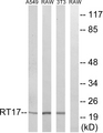 MRPS17 Antibody - Western blot analysis of lysates from NIH/3T3, RAW264.7, and A549 cells, using MRPS17 Antibody. The lane on the right is blocked with the synthesized peptide.