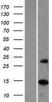 MRPS17 Protein - Western validation with an anti-DDK antibody * L: Control HEK293 lysate R: Over-expression lysate