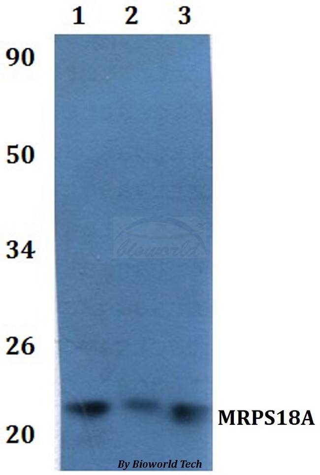 MRPS18A Antibody - Western blot of MRPS18A antibody at 1:500 dilution. Lane 1: HEK293T whole cell lysate. Lane 2: RAW264.7 whole cell lysate.