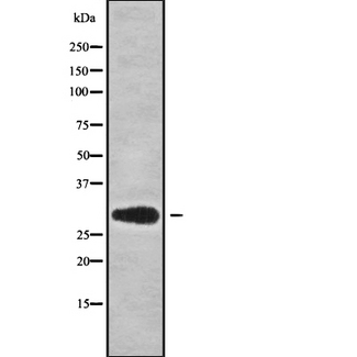 MRPS18B Antibody - Western blot analysis of MRPS18B using HepG2 whole cells lysates