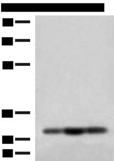 MRPS18B Antibody - Western blot analysis of HepG2 Jurkat and 231 cell lysates  using MRPS18B Polyclonal Antibody at dilution of 1:200
