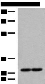 MRPS18B Antibody - Western blot analysis of 231 and Jurkat cell lysates  using MRPS18B Polyclonal Antibody at dilution of 1:250
