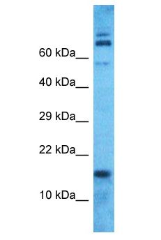 MRPS18C Antibody - MRPS18C antibody Western Blot of HeLa. Antibody dilution: 1 ug/ml.  This image was taken for the unconjugated form of this product. Other forms have not been tested.