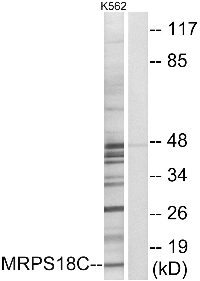 MRPS18C Antibody - Western blot analysis of lysates from K562 cells, using MRPS18C Antibody. The lane on the right is blocked with the synthesized peptide.