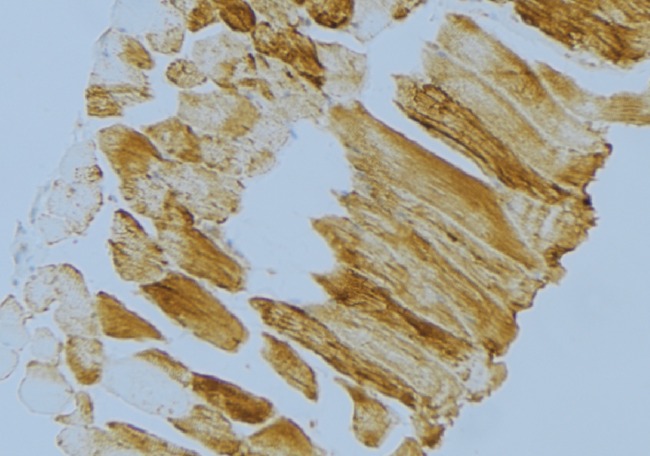 MRPS18C Antibody - 1:100 staining mouse muscle tissue by IHC-P. The sample was formaldehyde fixed and a heat mediated antigen retrieval step in citrate buffer was performed. The sample was then blocked and incubated with the antibody for 1.5 hours at 22°C. An HRP conjugated goat anti-rabbit antibody was used as the secondary.