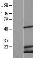 MRPS18C Protein - Western validation with an anti-DDK antibody * L: Control HEK293 lysate R: Over-expression lysate