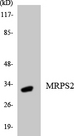 MRPS2 Antibody - Western blot analysis of the lysates from HepG2 cells using MRPS2 antibody.
