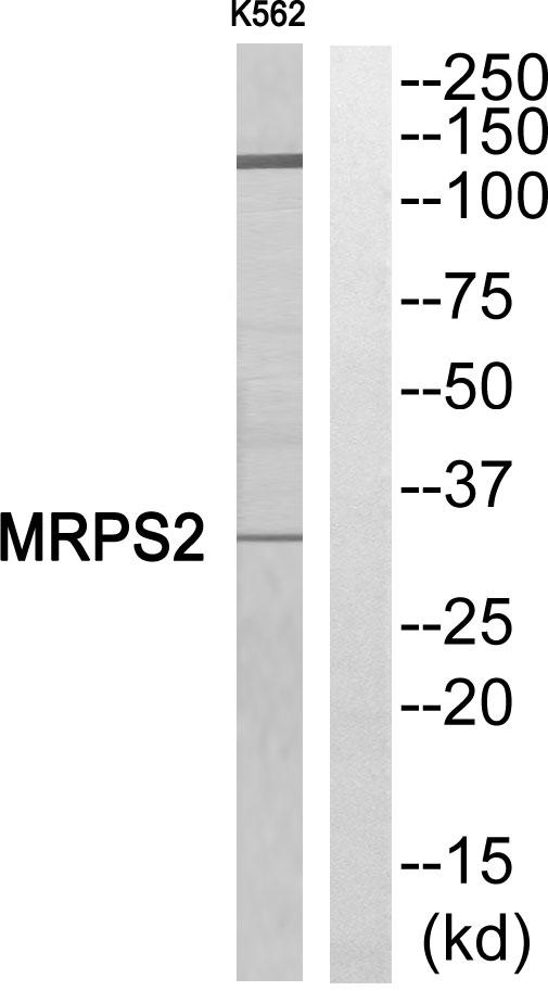 MRPS2 Antibody - Western blot analysis of extracts from K562 cells, using MRPS2 antibody.