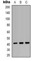 MRPS22 Antibody - Western blot analysis of MRPS22 expression in HEK293T (A); mouse brain (B); COS7 (C) whole cell lysates.