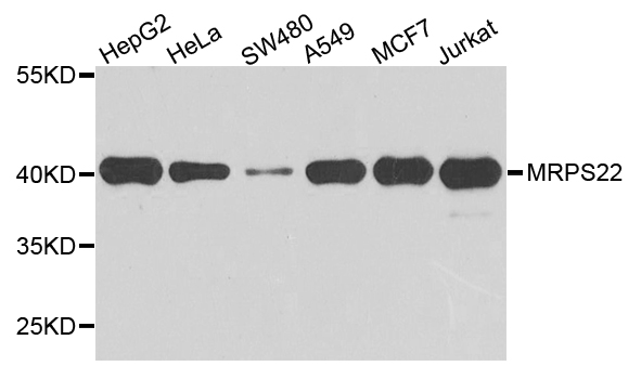 MRPS22 Antibody - Western blot analysis of extract of various cells.