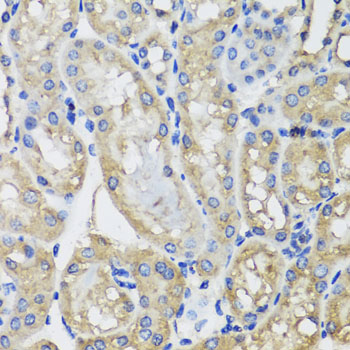 MRPS22 Antibody - Immunohistochemistry of paraffin-embedded mouse kidney tissue.