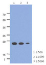 MRPS25 Antibody - Western Blot: The cell lysates of HepG2 (40 ug) were resolved by SDS-PAGE, transferred to PVDF membrane and probed with anti-human MRPS25 antibody (1:500 ~ 1:1000). Proteins were visualized using a goat anti-mouse secondary antibody conjugated to HRP and an ECL detection system.