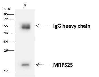 MRPS25 Antibody - MRPS25 was immunoprecipitated using: Lane A: 0.5 mg MCF7 Whole Cell Lysate. 4 uL anti-MRPS25 rabbit polyclonal antibody and 60 ug of Immunomagnetic beads Protein A/G. Primary antibody: Anti-MRPS25 rabbit polyclonal antibody, at 1:100 dilution. Secondary antibody: Goat Anti-Rabbit IgG (H+L)/HRP at 1/10000 dilution. Developed using the ECL technique. Performed under reducing conditions. Predicted band size: 20 kDa. Observed band size: 20 kDa.