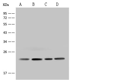 MRPS26 Antibody - Anti-MRPS26 rabbit polyclonal antibody at 1:500 dilution. Lane A: U 251 MG, HepG2 Whole Cell Lysate. Lane B: HeLa Whole Cell Lysate. Lane C: Raji Whole Cell Lysate. Lysates/proteins at 30 ug per lane. Secondary: Goat Anti-Rabbit IgG (H+L)/HRP at 1/10000 dilution. Developed using the ECL technique. Performed under reducing conditions. Predicted band size: 24 kDa. Observed band size: 24 kDa.