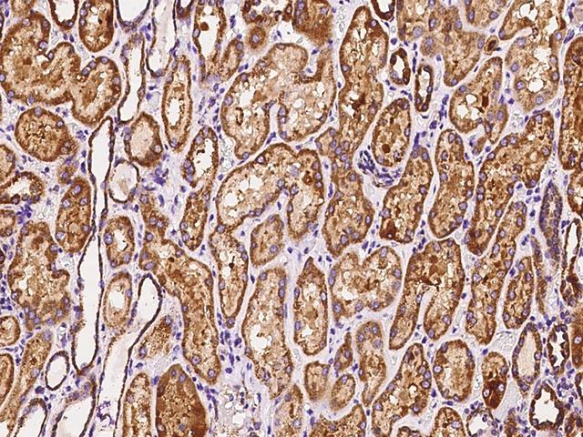 MRPS26 Antibody - Immunochemical staining of human MRPS26 in human kidney with rabbit polyclonal antibody at 1:200 dilution, formalin-fixed paraffin embedded sections.I