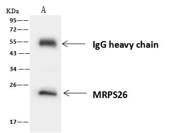 MRPS26 Antibody - MRPS26 was immunoprecipitated using: Lane A: 0.5 mg HepG2 Whole Cell Lysate. 4 uL anti-MRPS26 rabbit polyclonal antibody and 60 ug of Immunomagnetic beads Protein A/G. Primary antibody: Anti-MRPS26 rabbit polyclonal antibody, at 1:100 dilution. Secondary antibody: Goat Anti-Rabbit IgG (H+L)/HRP at 1/10001 dilution. Developed using the ECL technique. Performed under reducing conditions. Predicted band size: 24 kDa. Observed band size: 24 kDa.