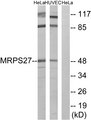 MRPS27 Antibody - Western blot analysis of lysates from HeLa and HUVEC cells, using MRPS27 Antibody. The lane on the right is blocked with the synthesized peptide.