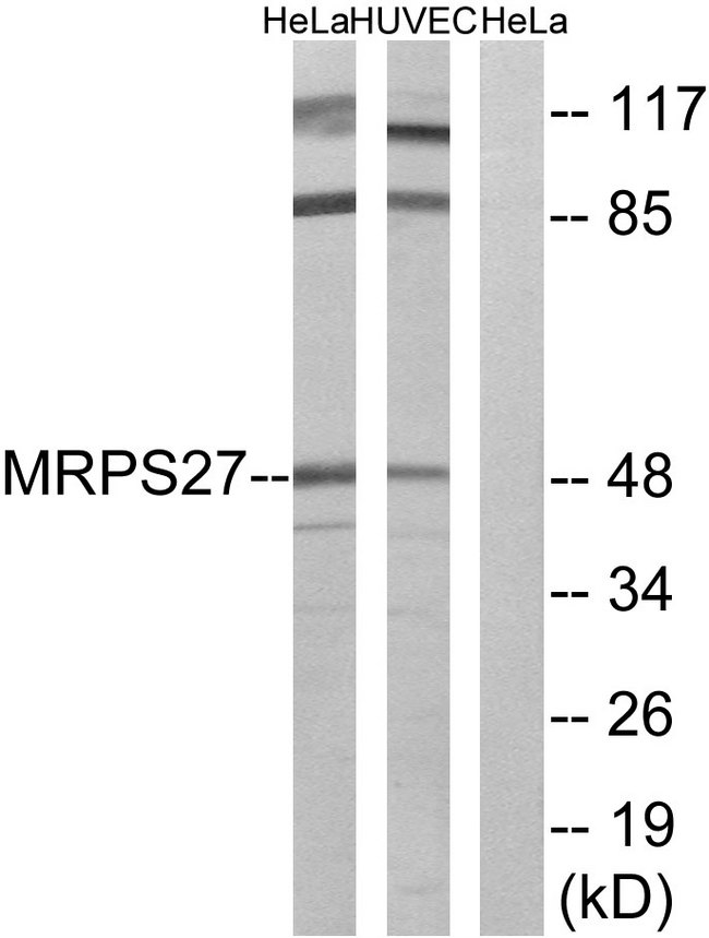 MRPS27 Antibody - Western blot analysis of lysates from HeLa and HUVEC cells, using MRPS27 Antibody. The lane on the right is blocked with the synthesized peptide.
