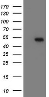 MRPS27 Antibody - HEK293T cells were transfected with the pCMV6-ENTRY control (Left lane) or pCMV6-ENTRY MRPS27 (Right lane) cDNA for 48 hrs and lysed. Equivalent amounts of cell lysates (5 ug per lane) were separated by SDS-PAGE and immunoblotted with anti-MRPS27.