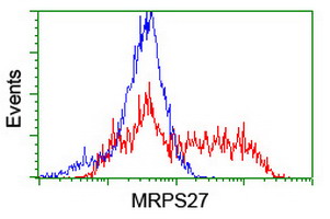 MRPS27 Antibody - HEK293T cells transfected with either overexpress plasmid (Red) or empty vector control plasmid (Blue) were immunostained by anti-MRPS27 antibody, and then analyzed by flow cytometry.