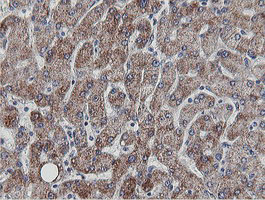 MRPS27 Antibody - IHC of paraffin-embedded Human liver tissue using anti-MRPS27 mouse monoclonal antibody.