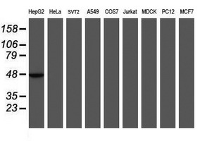 MRPS27 Antibody - Western blot of extracts (35 ug) from 9 different cell lines by using g anti-MRPS27 monoclonal antibody (HepG2: human; HeLa: human; SVT2: mouse; A549: human; COS7: monkey; Jurkat: human; MDCK: canine; PC12: rat; MCF7: human).