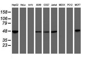 MRPS27 Antibody - Western blot of extracts (35 ug) from 9 different cell lines by using anti-MRPS27 monoclonal antibody (HepG2: human; HeLa: human; SVT2: mouse; A549: human; COS7: monkey; Jurkat: human; MDCK: canine; PC12: rat; MCF7: human).