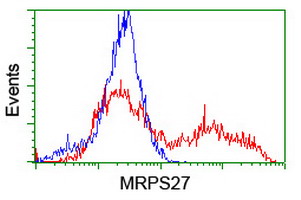 MRPS27 Antibody - HEK293T cells transfected with either overexpress plasmid (Red) or empty vector control plasmid (Blue) were immunostained by anti-MRPS27 antibody, and then analyzed by flow cytometry.
