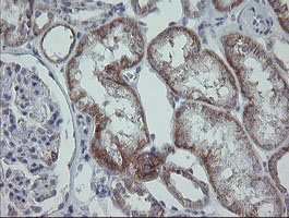 MRPS27 Antibody - IHC of paraffin-embedded Human Kidney tissue using anti-MRPS27 mouse monoclonal antibody.