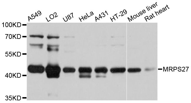 MRPS27 Antibody - Western blot analysis of extracts of various cell lines, using MRPS27 antibody at 1:3000 dilution. The secondary antibody used was an HRP Goat Anti-Rabbit IgG (H+L) at 1:10000 dilution. Lysates were loaded 25ug per lane and 3% nonfat dry milk in TBST was used for blocking. An ECL Kit was used for detection and the exposure time was 3s.
