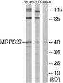 MRPS27 Antibody - Western blot analysis of extracts from HeLa cells and HUVEC cells, using MRPS27 antibody.