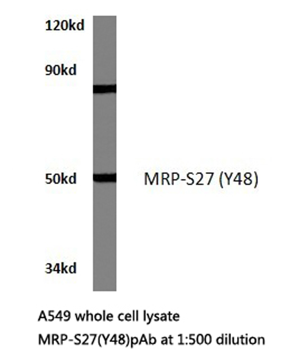 MRPS27 Antibody - Western blot of MRP-S27 (Y48) pAb in extracts from A549 cells.