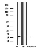 MRPS28 Antibody - Western blot analysis of MRPS28 using HepG2 whole cells lysates