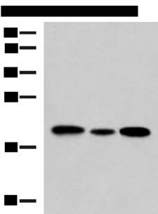 MRPS28 Antibody - Western blot analysis of HL-60 Jurkat and A549 cell lysates  using MRPS28 Polyclonal Antibody at dilution of 1:650