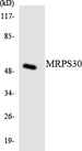MRPS30 Antibody - Western blot analysis of the lysates from Jurkat cells using MRPS30 antibody.